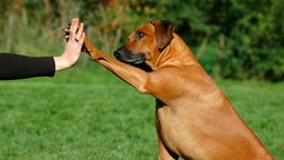 Hund und Besitzerin