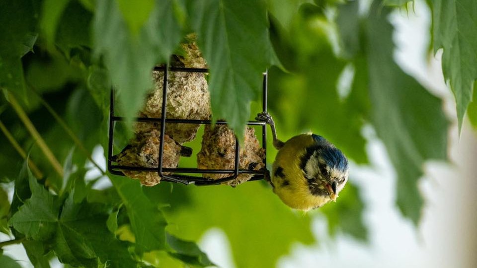 Ihre schönsten Vogelfotos