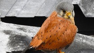 Ihre schönsten Vogelfotos