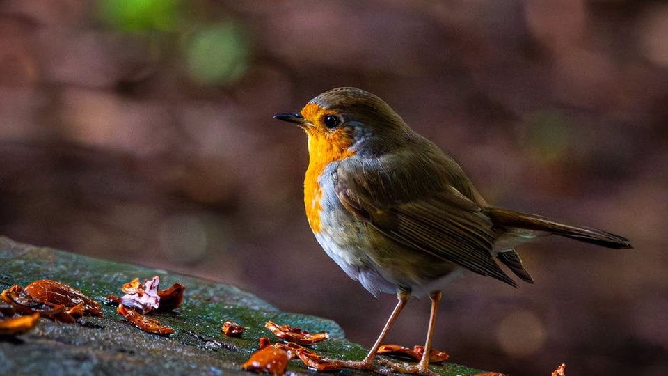 Ihre schönsten Vogelfotos