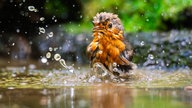 Ihre schönsten Vogelfotos