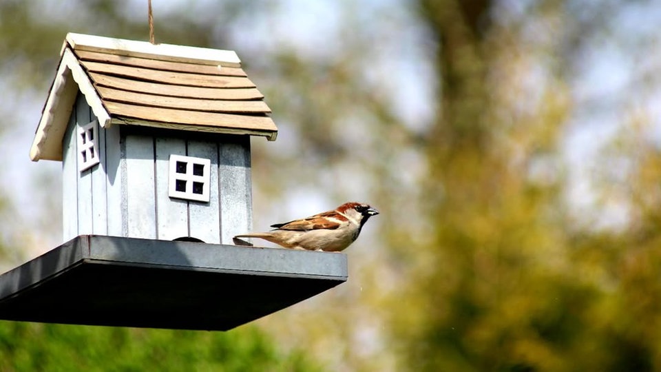 Ihre schönsten Vogelfotos