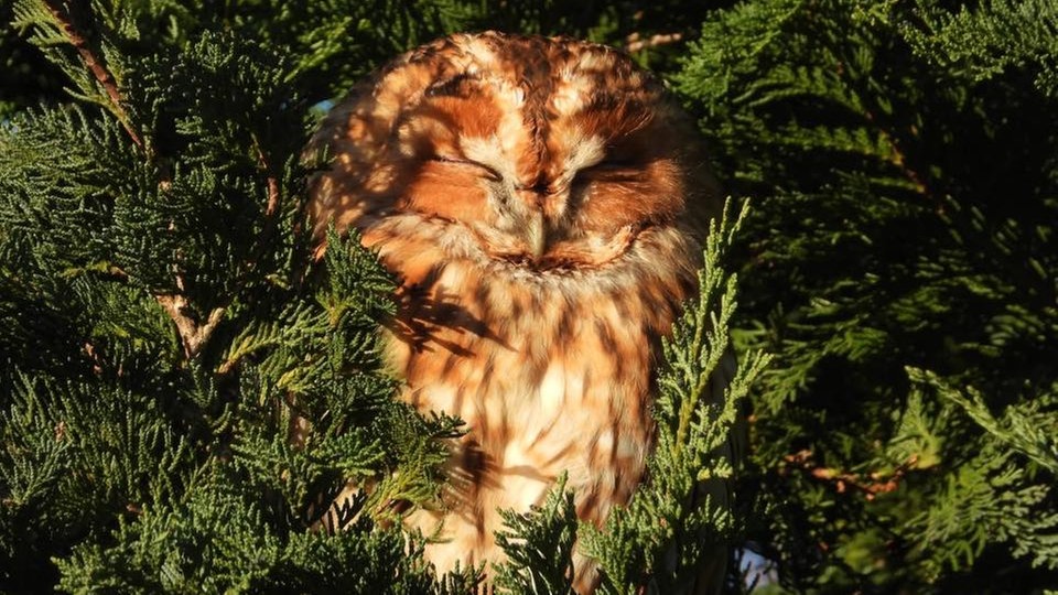 Ihre schönsten Vogelfotos