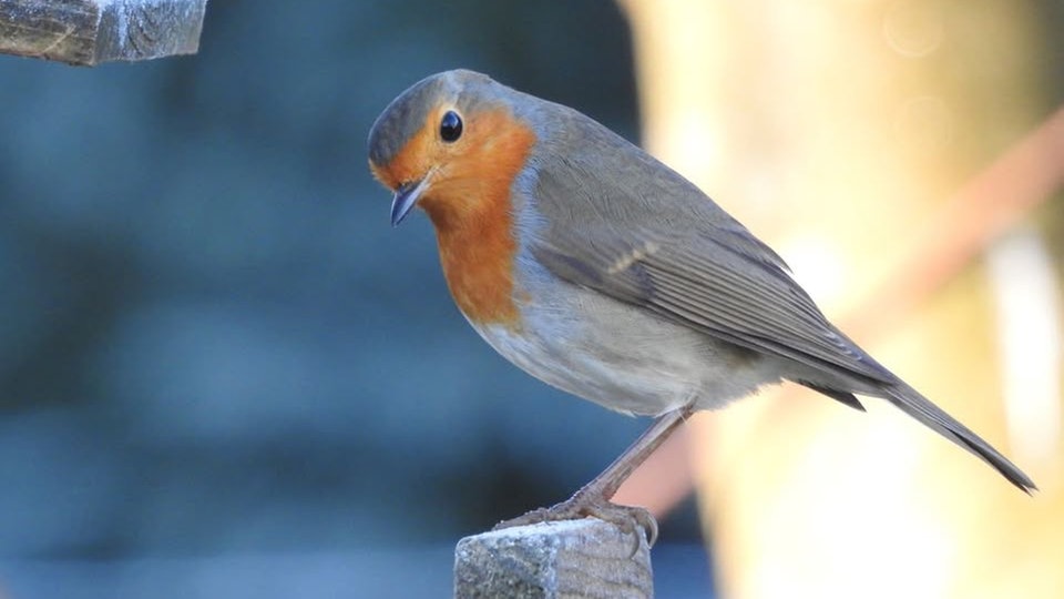 Ihre schönsten Vogelfotos