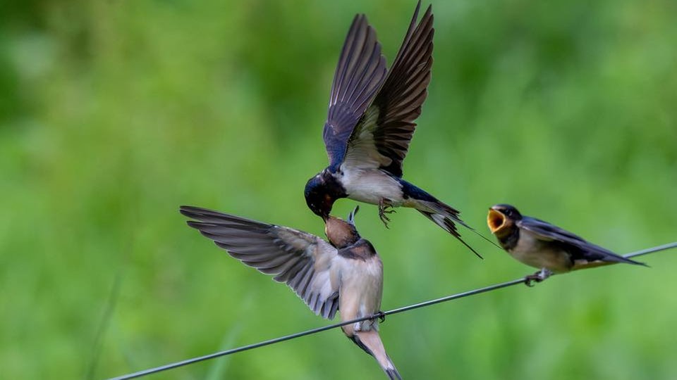 Ihre schönsten Vogelfotos