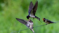 Ihre schönsten Vogelfotos