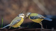 Ihre schönsten Vogelfotos