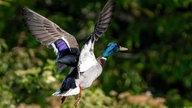 Ihre schönsten Vogelfotos