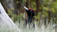 Ihre schönsten Vogelfotos