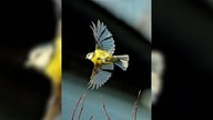 Ihre schönsten Vogelfotos
