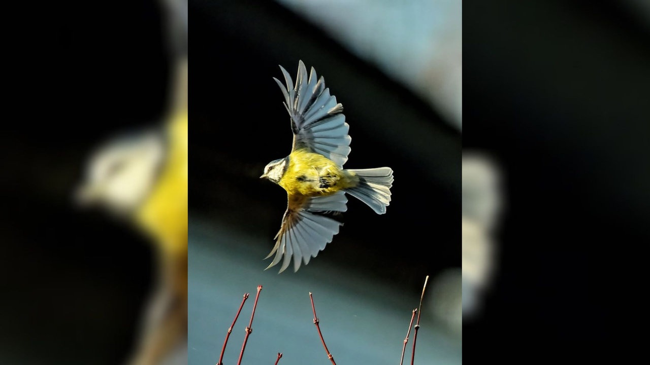 Ihre schönsten Vogelfotos