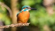 Ihre schönsten Vogelfotos