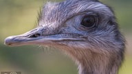 Ihre schönsten Vogelfotos