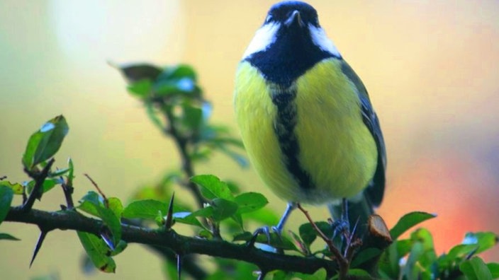 Ihre schönsten Vogelfotos