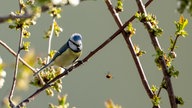 Ihre schönsten Vogelfotos