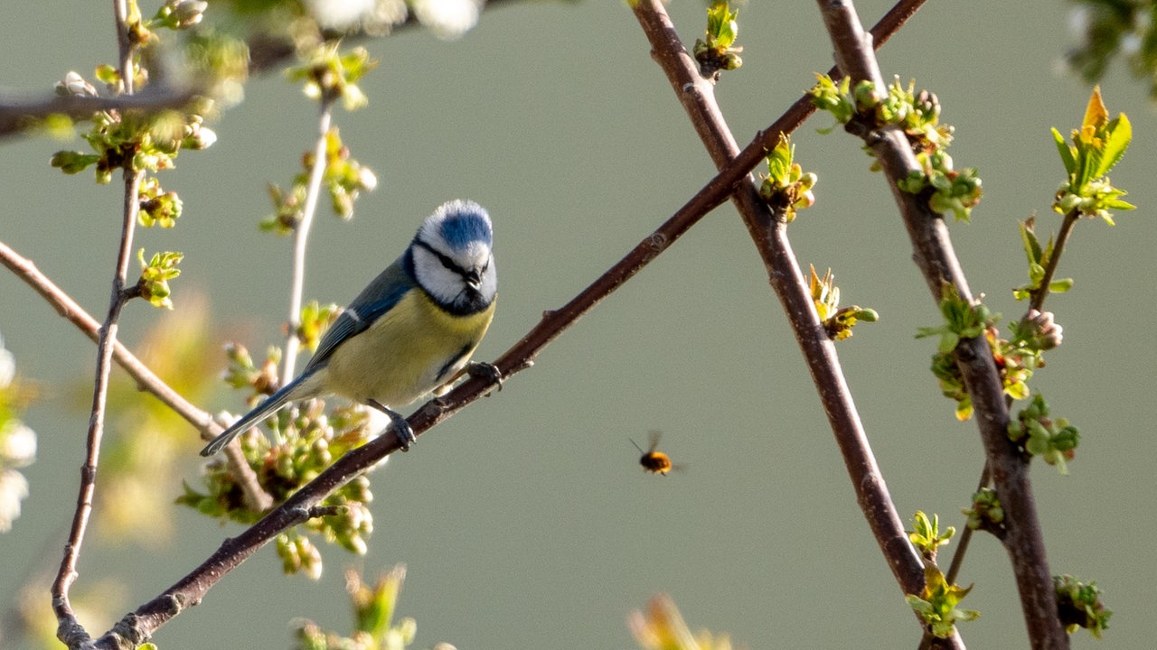Ihre schönsten Vogelfotos