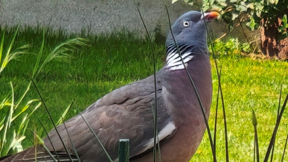 Ihre schönsten Vogelfotos