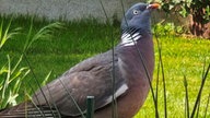 Ihre schönsten Vogelfotos