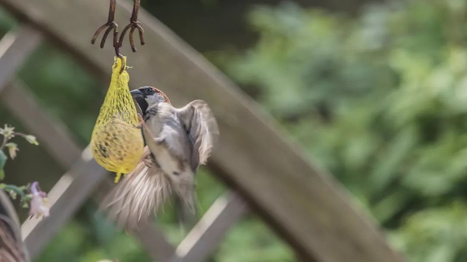 Ihre schönsten Vogelfotos