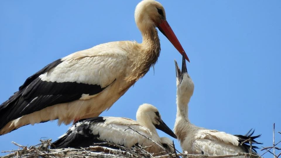 Ihre schönsten Vogelfotos