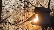 Ihre schönsten Vogelfotos