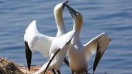 Ihre schönsten Vogelfotos