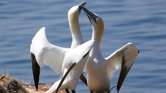 Ihre schönsten Vogelfotos