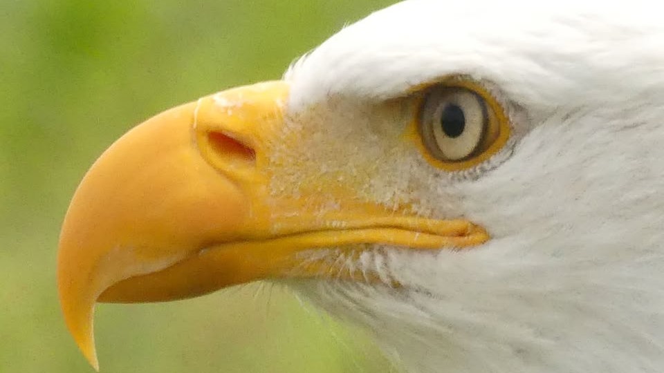 Ihre schönsten Vogelfotos