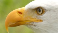 Ihre schönsten Vogelfotos