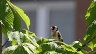 Ihre schönsten Vogelfotos