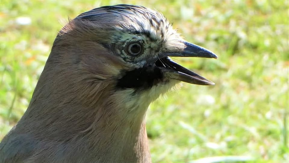 Ihre schönsten Vogelfotos