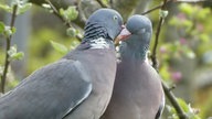Ihre schönsten Vogelfotos