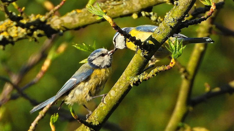 Ihre schönsten Vogelfotos