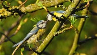 Ihre schönsten Vogelfotos