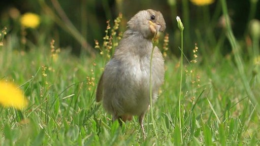 Ihre schönsten Vogelfotos