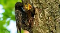 Ihre schönsten Vogelfotos
