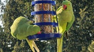 Ihre schönsten Vogelfotos
