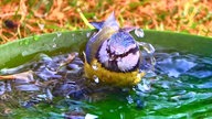 Ihre schönsten Vogelfotos