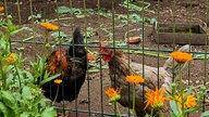 Ihre schönsten Vogelfotos