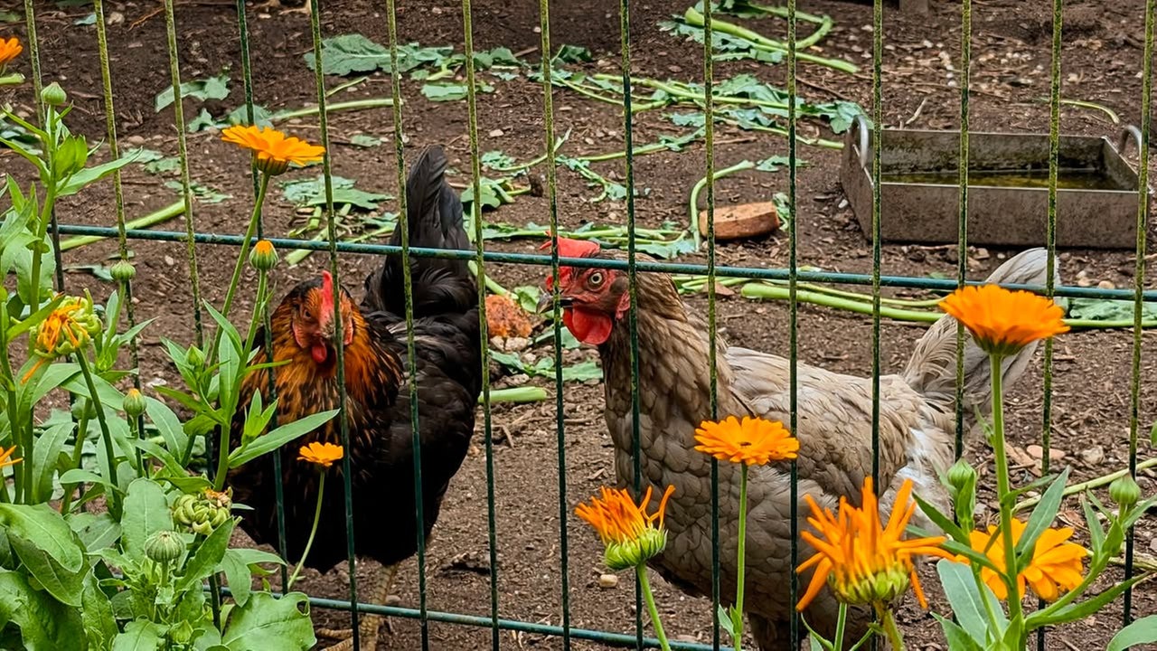 Ihre schönsten Vogelfotos