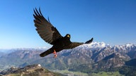 Ihre schönsten Vogelfotos