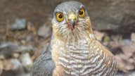 Ihre schönsten Vogelfotos