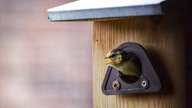 Ihre schönsten Vogelfotos