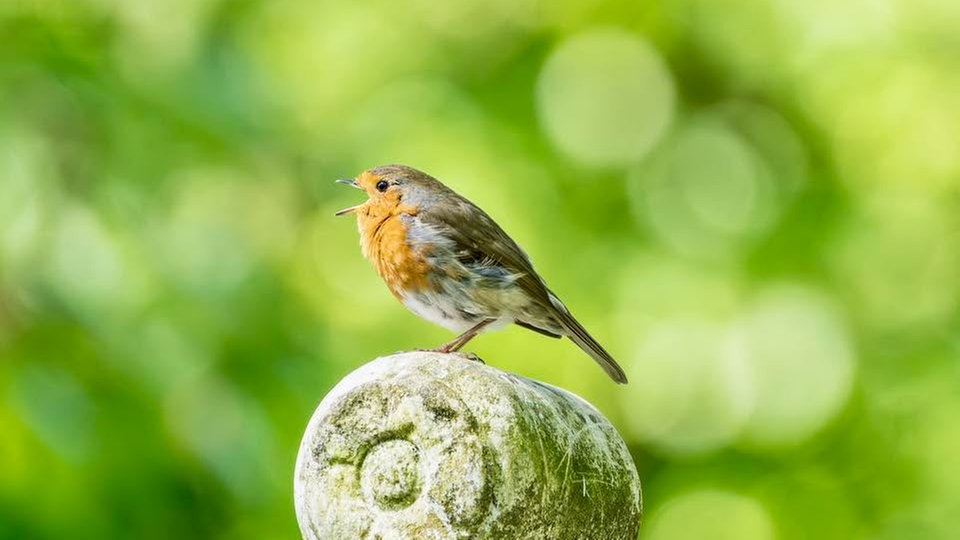 Ihre schönsten Vogelfotos
