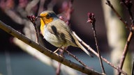 Ihre schönsten Vogelfotos