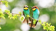 Ihre schönsten Vogelfotos