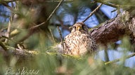 Ihre schönsten Vogelfotos