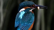 Ihre schönsten Vogelfotos