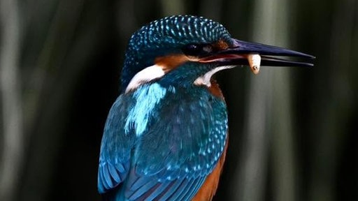 Ihre schönsten Vogelfotos