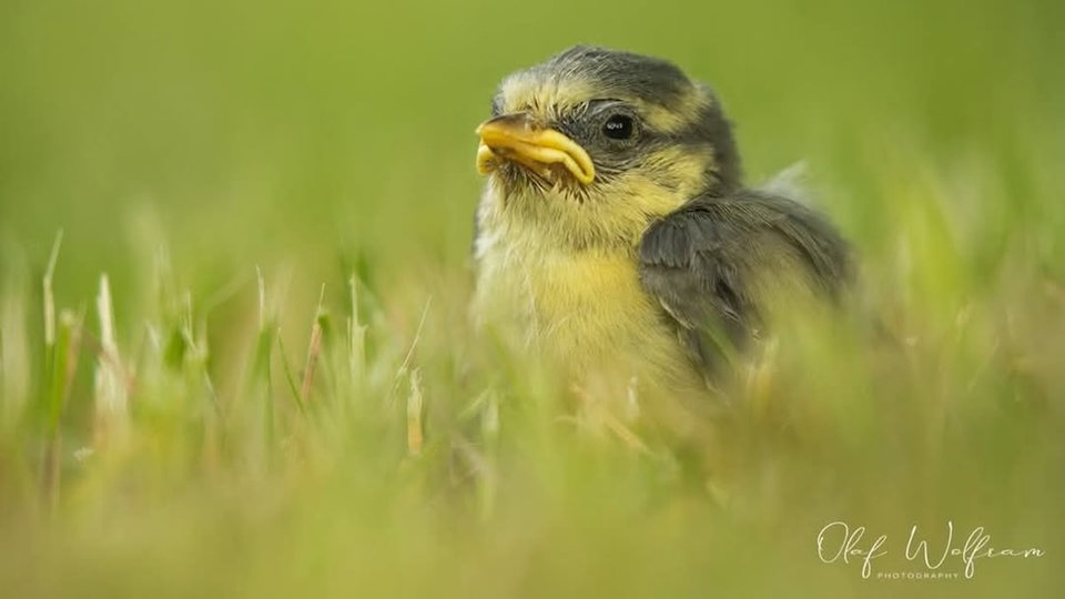 Ihre schönsten Vogelfotos